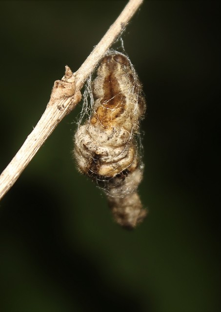 Apeira syringaria - orgona-araszoló