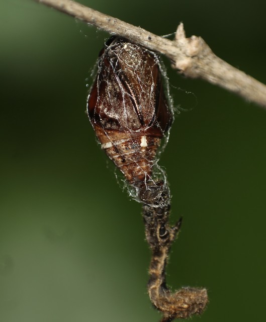 Apeira syringaria - orgona-araszoló