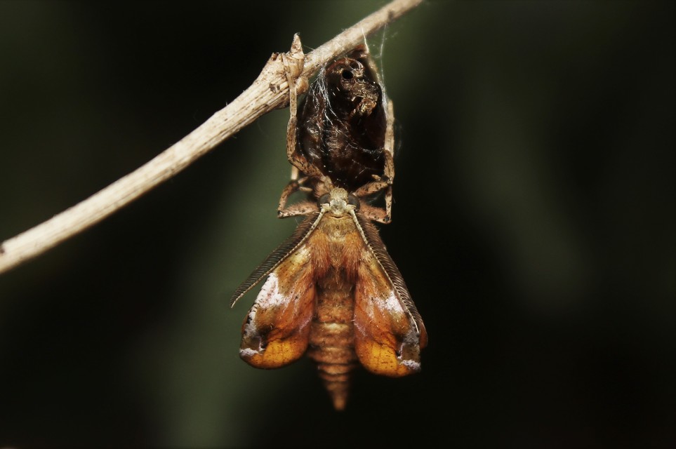 Apeira syringaria - orgona-araszoló