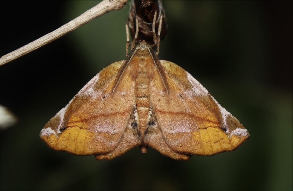 Apeira syringaria - orgona-araszoló