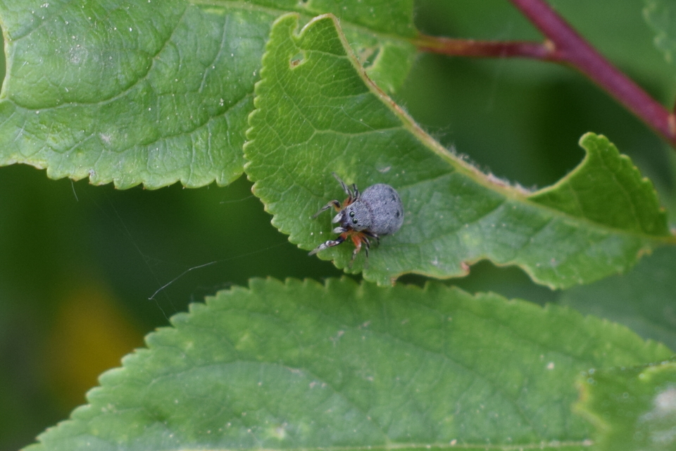 Ballus rufipes