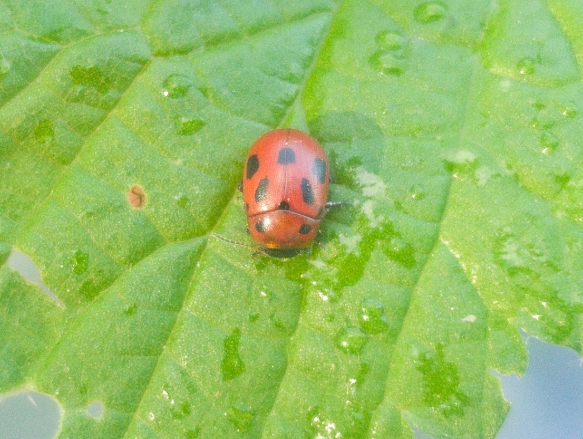 Gonioctena fornicata - közönséges lucernabogár