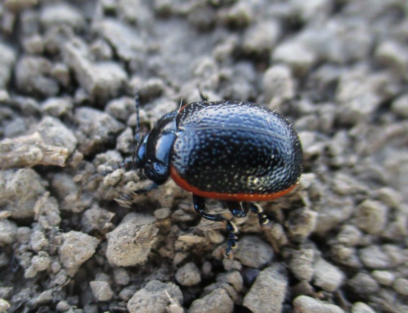 Chrysolina kuesteri - ráncos szegélyeslevelész