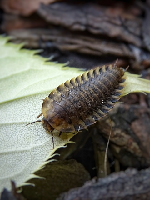 Silphidae - dögbogárfélék