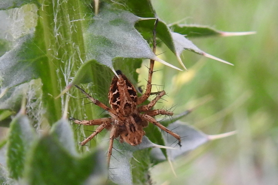 Oxyopes heterophthalmus - homoki hiúzpók
