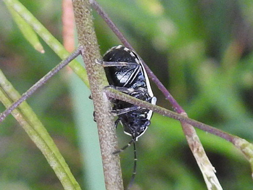 Eurydema oleracea - paréjpoloska Eurydema oleracea - paréjpoloska