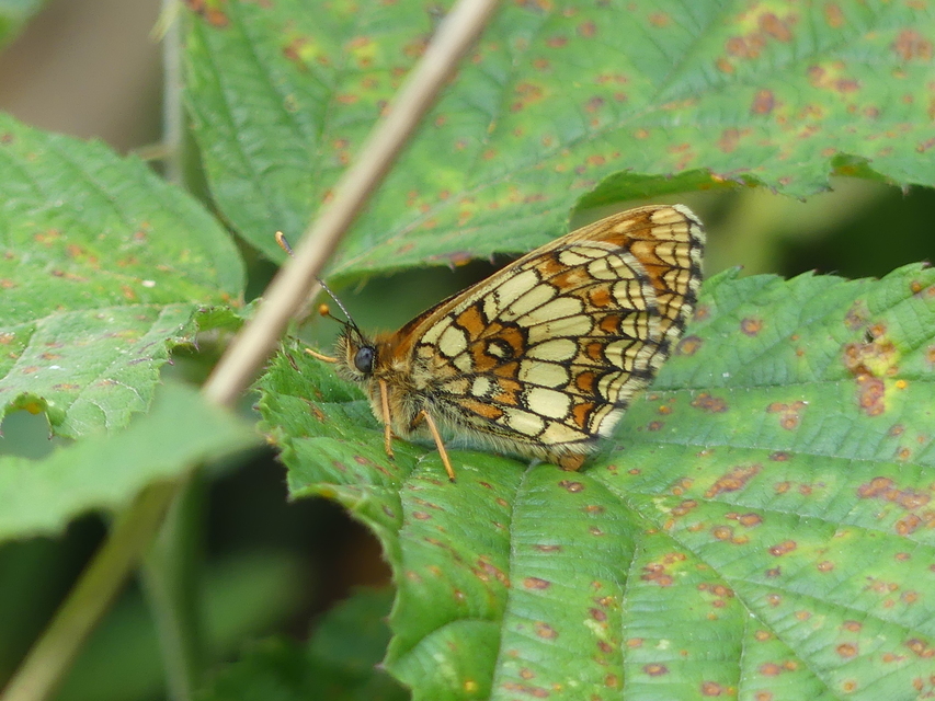 Melitaea athalia - közönséges tarkalepke