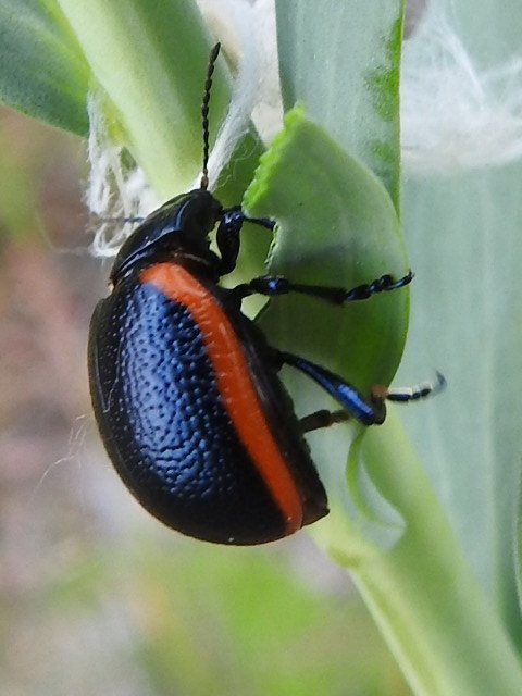 Chrysolina rossia - trapézhátú szegélyeslevelész