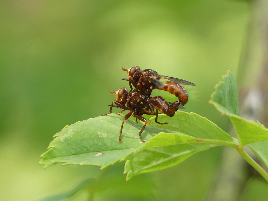 Conopidae - fejeslegyek