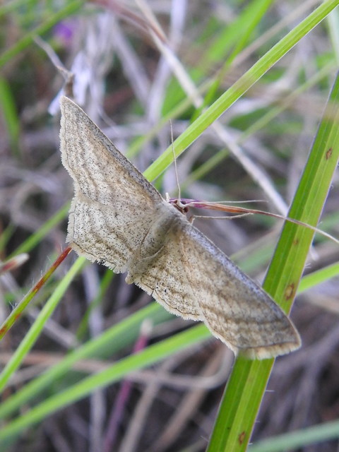 Scopula virgulata - vesszős sávosaraszoló