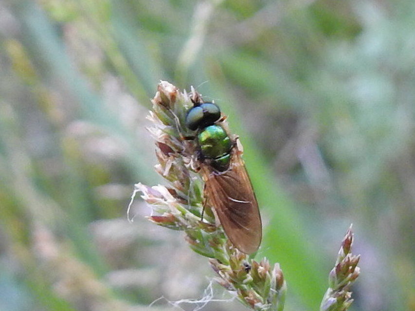 Chloromyia formosa - közönséges fémeslégy