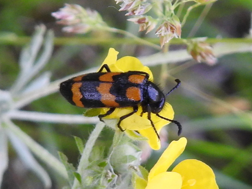 Mylabris variabilis - szalagos hólyaghúzó Mylabris variabilis - szalagos hólyaghúzó