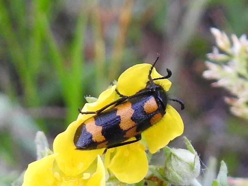 Mylabris variabilis - szalagos hólyaghúzó Mylabris variabilis - szalagos hólyaghúzó