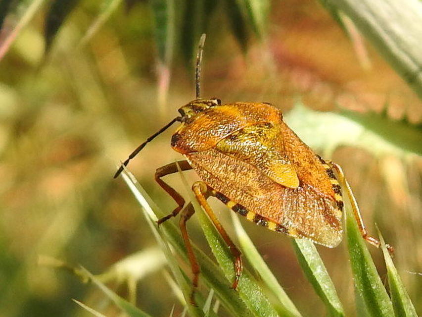 Carpocoris
