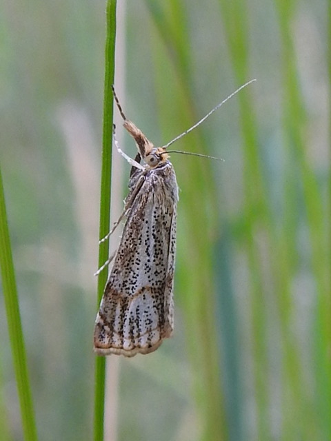 Thisanotia chrysonuchella - tavaszi fűgyökérmoly