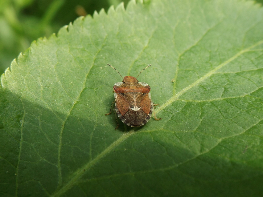 Dyroderes umbraculatus Dyroderes umbraculatus