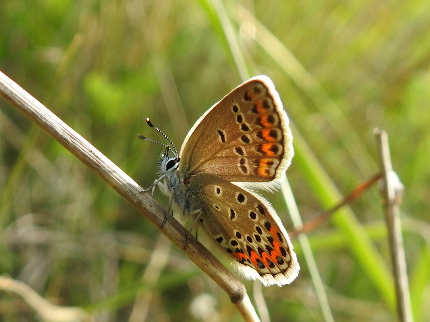 Plebejus argyrognomon - tintakék boglárka