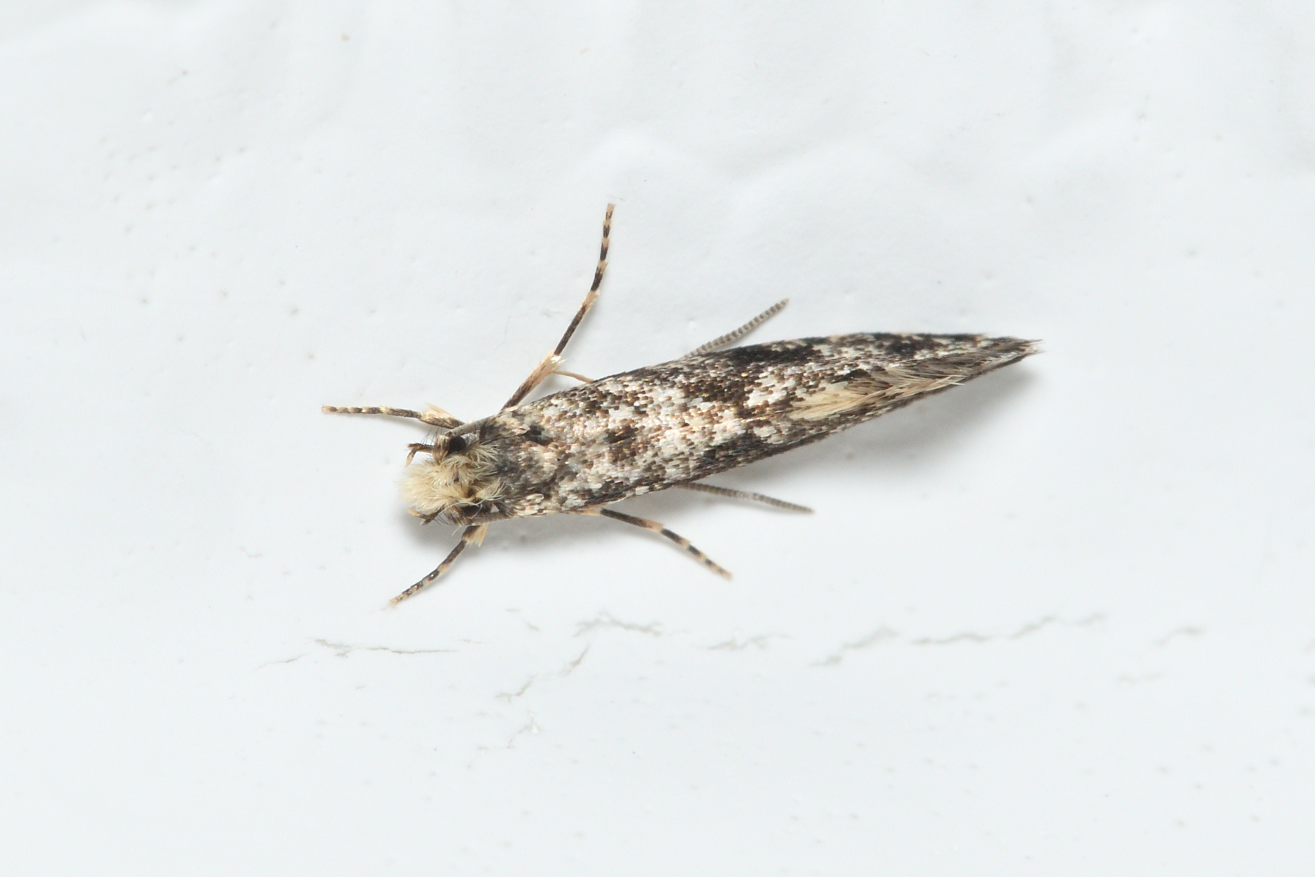 Infurcitinea albicomella - fehérfejű zuzmómoly