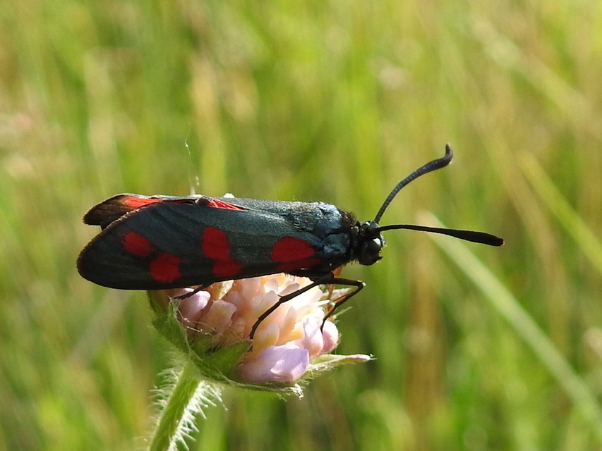 Zygaena filipendulae - acélszínű csüngőlepke
