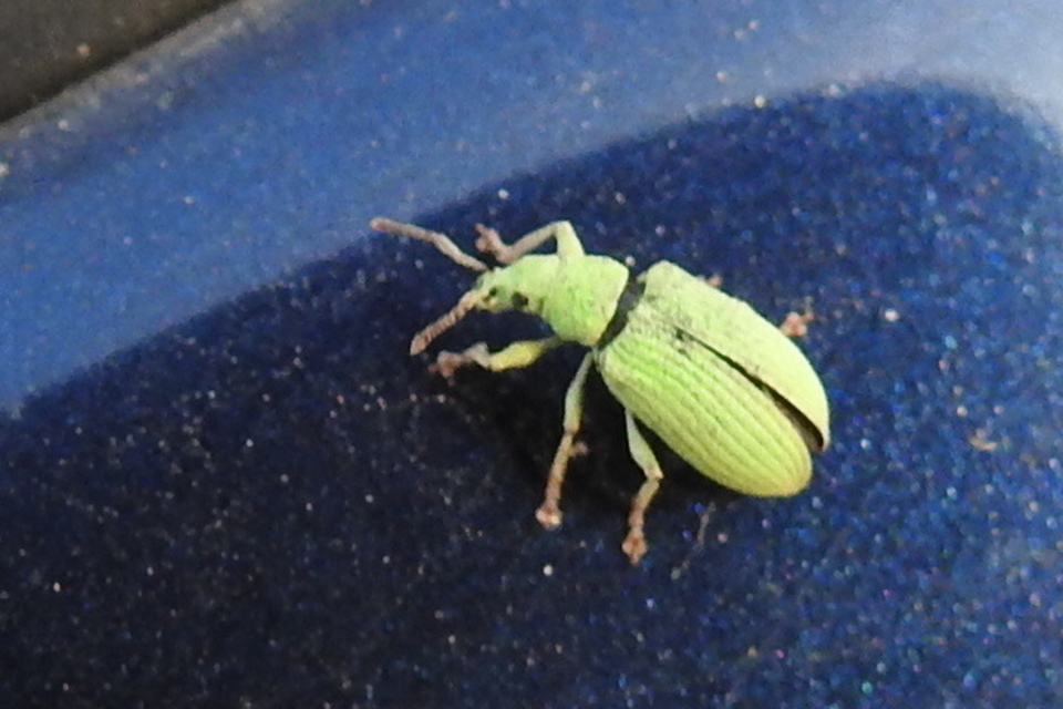 Phyllobius virideaeris - halványzöld levélormányos