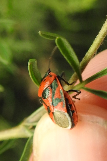 Eurydema ornata - díszespoloska