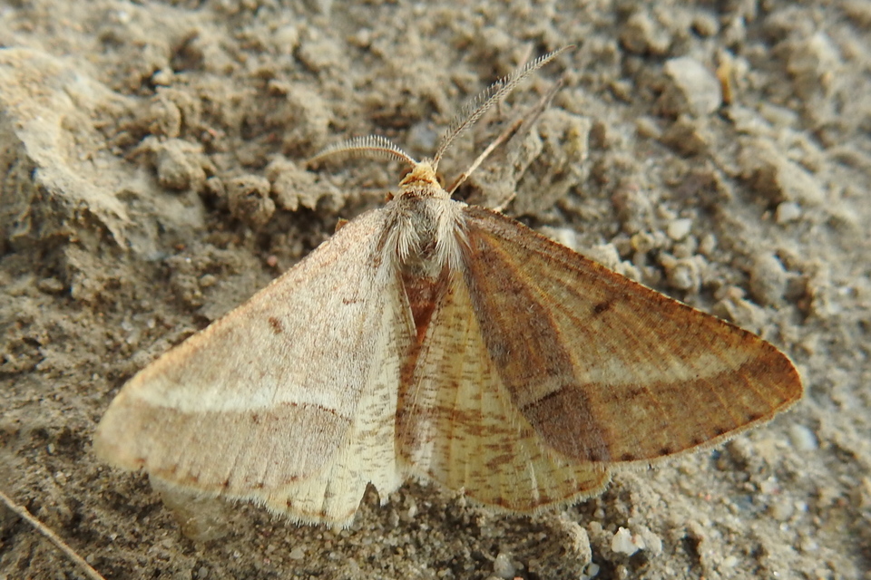 Tephrina arenacearia - lucerna-araszoló