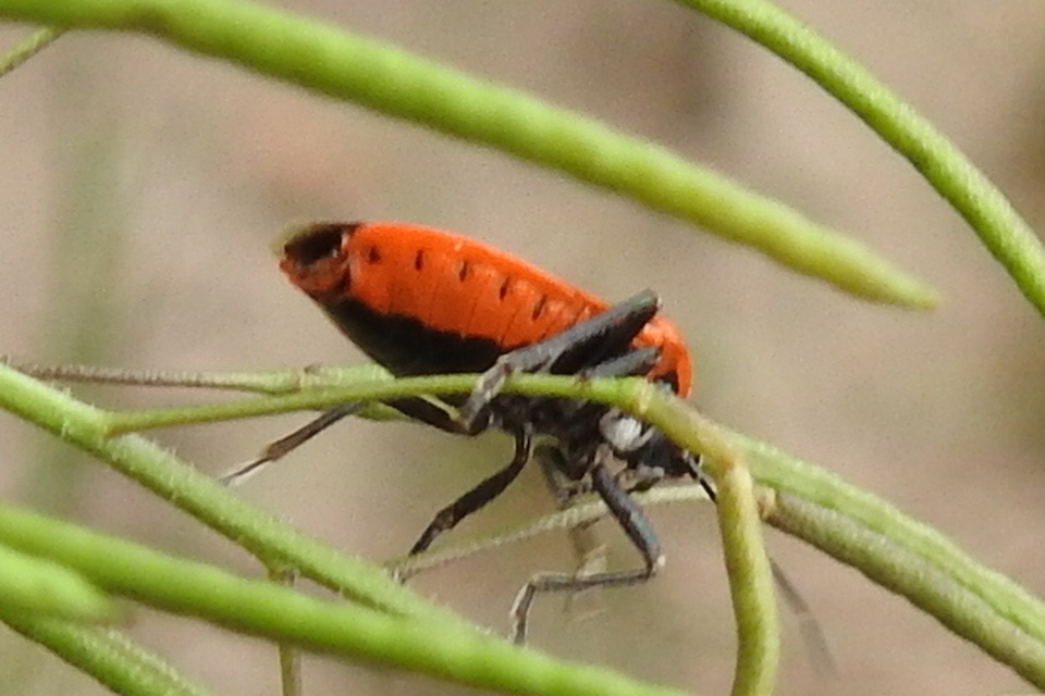 Eurydema ornata - díszespoloska
