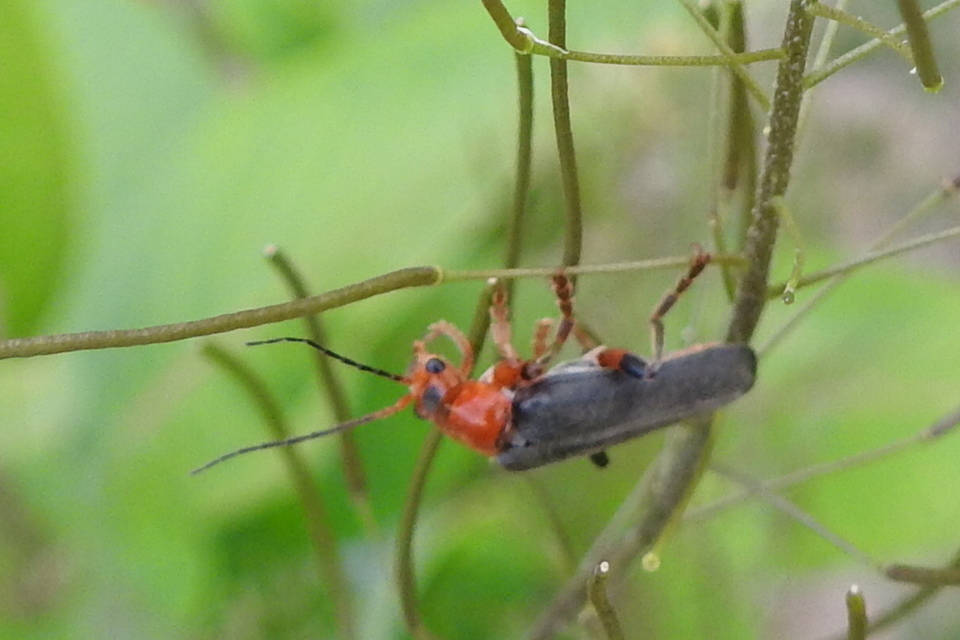 Cantharis livida - mezei lágybogár