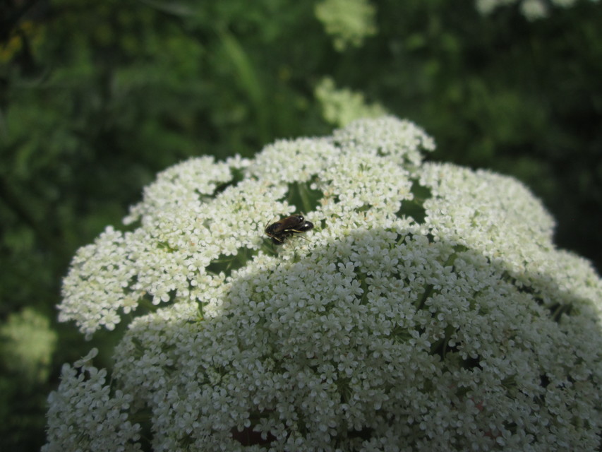 Crabronidae - szitásdarazsak