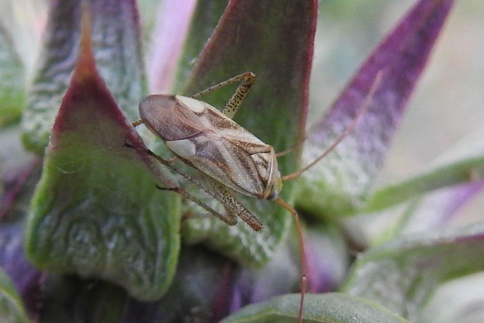 Adelphocoris lineolatus - lucernapoloska