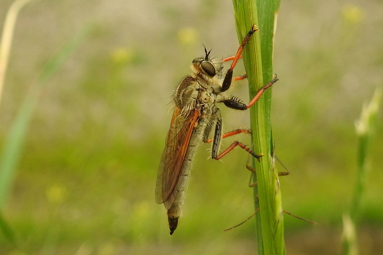Echthistus rufinervis