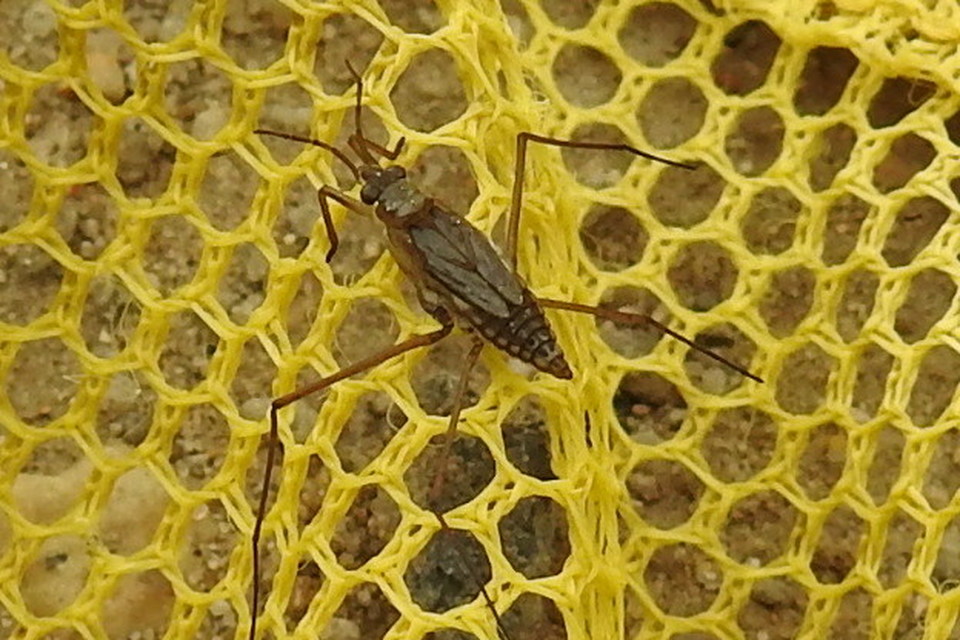 Gerridae - molnárpoloskák