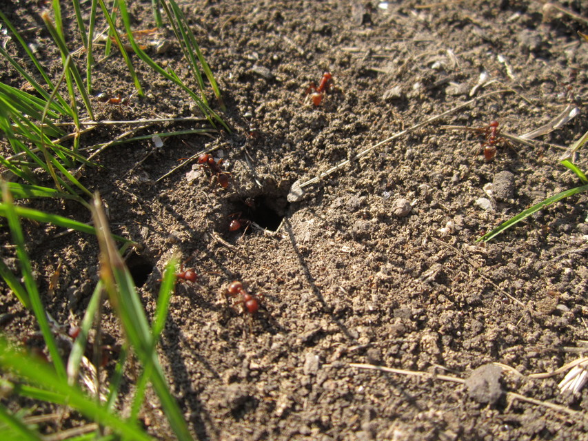 Polyergus rufescens - amazonhangya