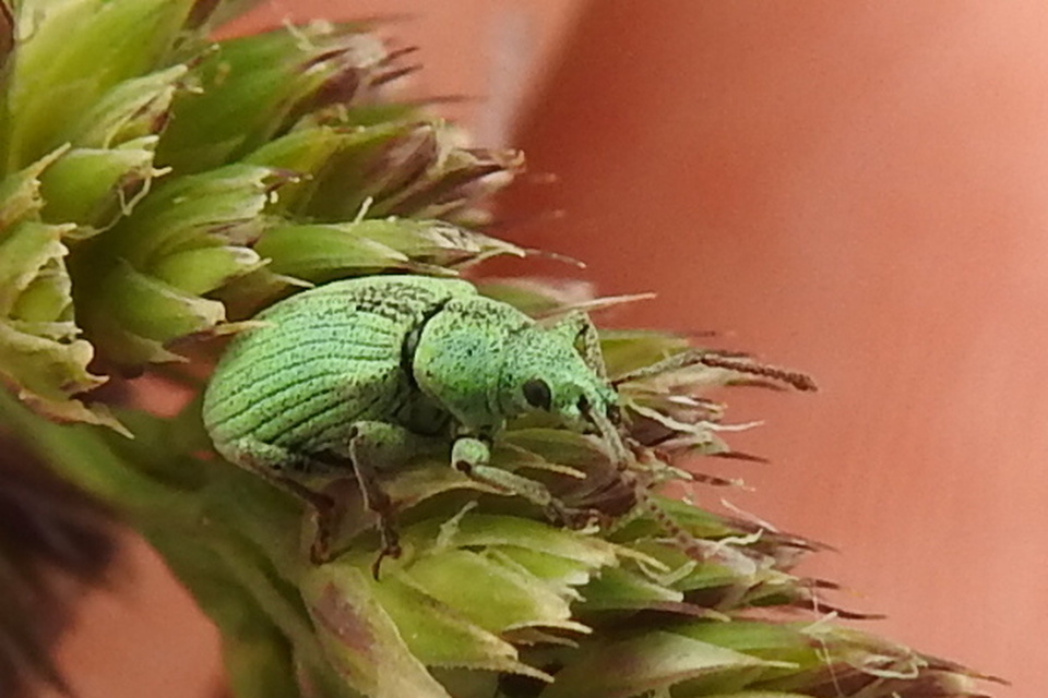 Phyllobius virideaeris - halványzöld levélormányos
