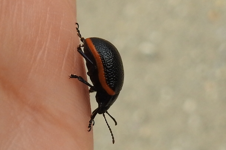 Chrysolina kuesteri - ráncos szegélyeslevelész
