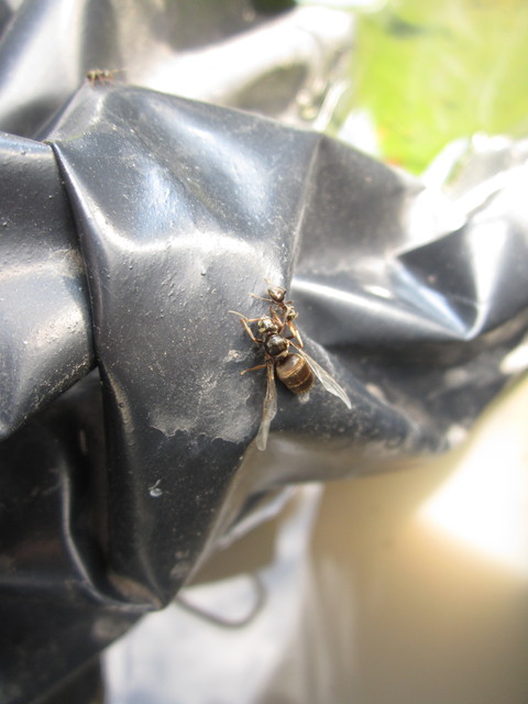 Lasius niger - közönséges feketehangya