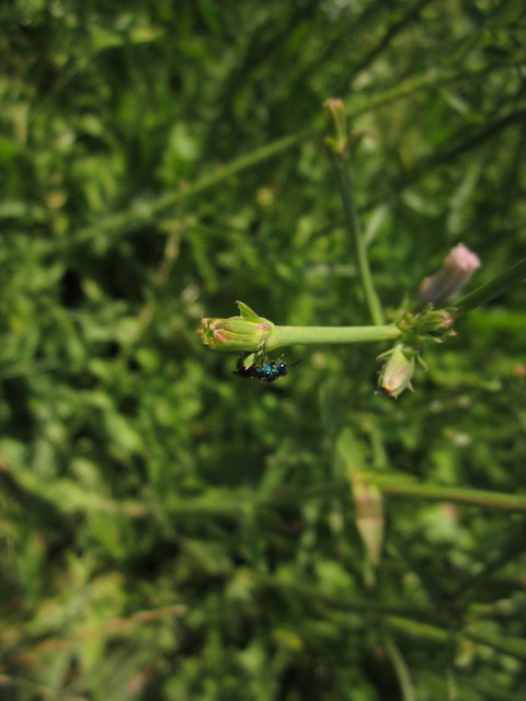 Chrysididae - fémdarazsak