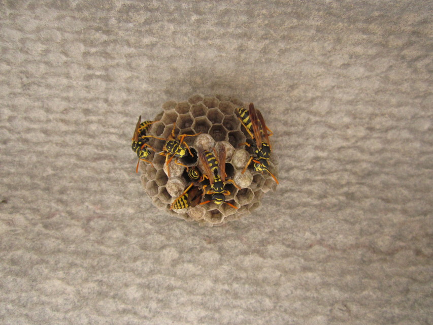 Polistes dominulus - déli papírdarázs