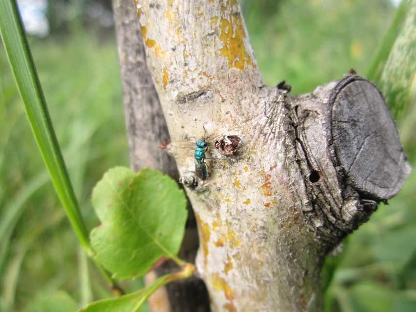 Chrysididae - fémdarazsak