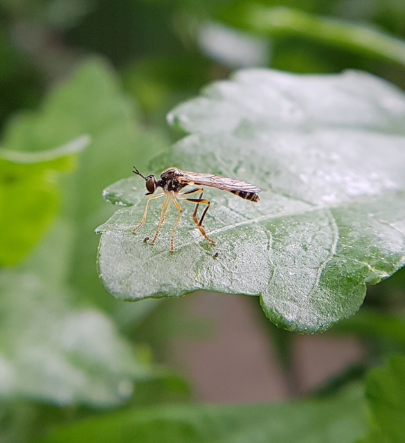 Dioctria linearis - karcsú héjalégy