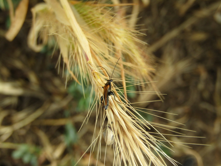 Oedemera femorata - sárgahátú álcincér