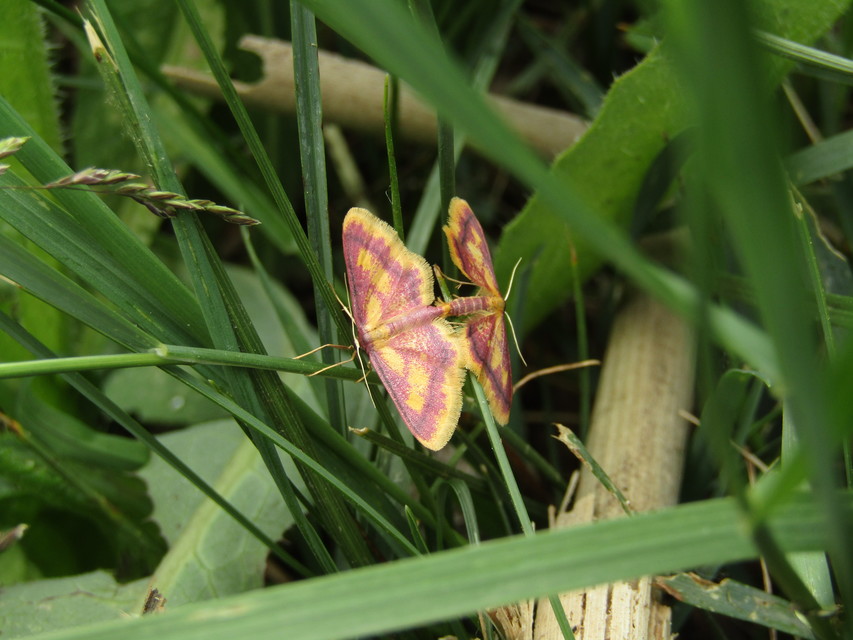 Idaea muricata - mocsári pirosaraszoló