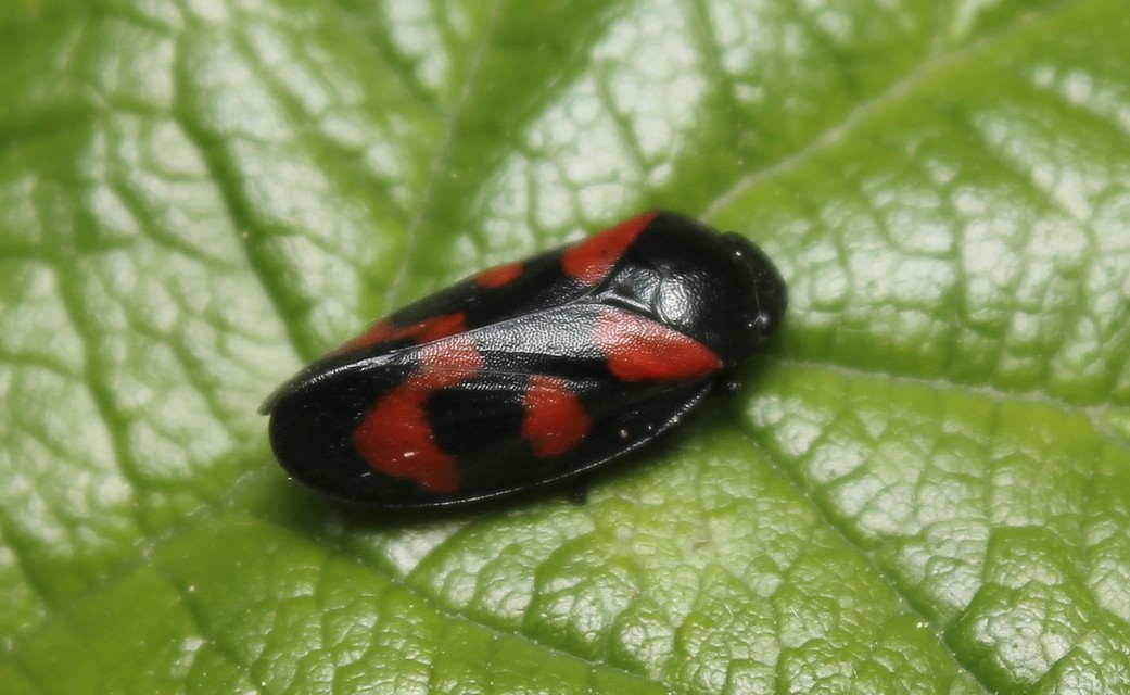 Cercopis vulnerata