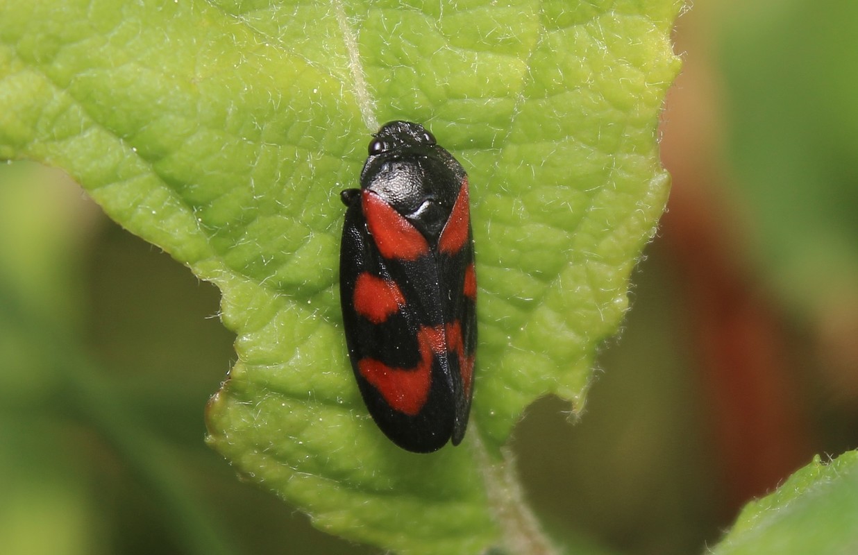 Cercopis vulnerata