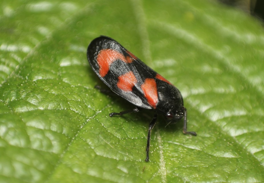 Cercopis vulnerata