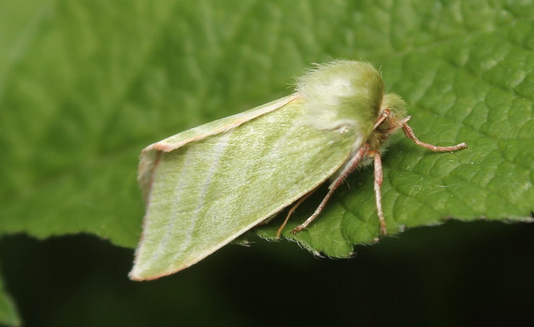 Pseudoips prasinana - bükkfa-zöldbagoly