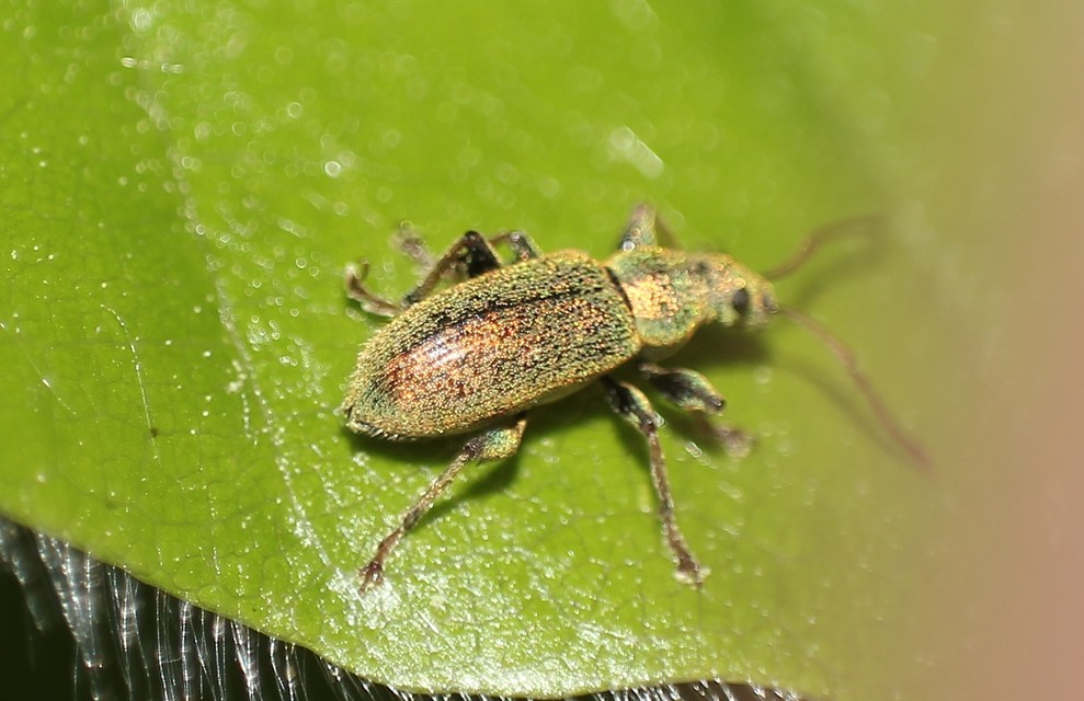 Phyllobius argentatus - ezüstös levélormányos