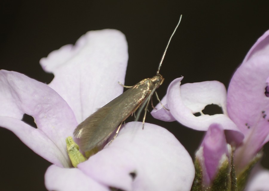 Coleophora lutarea - zöldessárga zsákosmoly