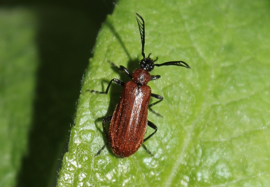 Schizotus pectinicornis - kis bíborbogár