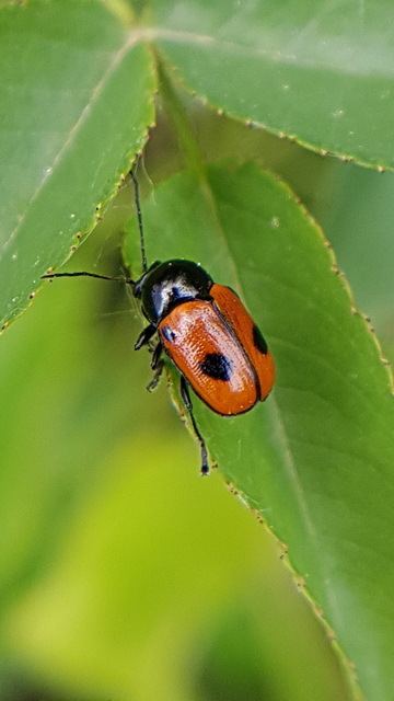 Cryptocephalus bipunctatus - kétpettyes zömökbogár